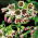 Bawang putih madu - Pek Besar! - 50 pcs; Lily madu Sicily, bawang putih madu Sicily, loceng-lengan Mediterania - 