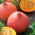 Moliugai - Justynka - 28 sėklos - Cucurbita maxima