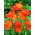 Red double freesia - Red - Large Pack! - 100 pcs.