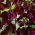 Szagos bükköny - Beaujolais - 36 magok - Lathyrus odoratus
