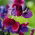 Luktärt - Matucana - 65 frön - Lathyrus odoratus