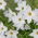 Ipheion - Starflower - "Alberto Castillo" - Paket Besar! - 100 pcs; Starflower musim semi - 