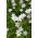 Ipheion - Starflower - "Alberto Castillo" - Paket Besar! - 100 pcs; Starflower musim semi - 