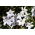 Ipheion - Starflower - "Alberto Castillo" - Paket Besar! - 100 pcs; Starflower musim semi - 