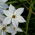 Ipheion - Starflower - "Alberto Castillo" - Paket Besar! - 100 pcs; Starflower musim semi - 