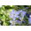 Ipheion uniflorum - Springstar - Confezione grande! - 100 pezzi; Starflower di primavera