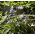 Ipheion uniflorum - Springstar - Confezione grande! - 100 pezzi; Starflower di primavera