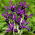 Iris George – large pack! – 100 pcs