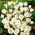 Crocus Miss Vain – large pack! – 200 pcs