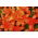 Orange Asiatische Lilie - Orange - Großpackung! - 15 Stück