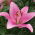 Pink Asiatic lily - Pink - Paket Besar! - 15 pcs. - 