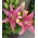 Pink Asiatic lily - Pink - Paket Besar! - 15 pcs. - 