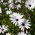 Fehér Daisy-fok, afrikai százszorszép mag - Osteospermum ecklonis - 35 mag - magok
