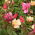 Kínai rózsa - 34 magok - Rosa chinensis