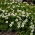 Irish Moss, Heath Pearlwort semená - Sagina subulata - 2200 semien