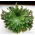 Rose of Jericho - Stort paket! - 10 st; Pallenis hierochuntica