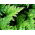 Rose of Jericho - Stort paket! - 10 st; Pallenis hierochuntica