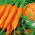 Havuç 'Broker' - orta erkenci -  Daucus carota - Broker - tohumlar