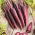 Carote - Deep purple - 425 semi - Daucus carota ssp. sativus