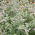 Hortelã - silvestre - 1200 sementes - Mentha longifolia