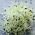 Spirer - frø - Porre - 500 frø - Allium porrum L.