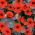 Garden nasturtium "Empress of India" - low growing variety - 40 seeds