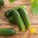 Salad cucumber  'Tomasz' - early variety for cultivation under covers