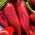 Sweet pepper 'Wika' - red variety recommended for cultivation in tunnels and on the field