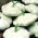 Patisson - Custard White - 24 zaden - Cucurbita pepo var. patisoniana