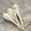 Root Parsley - Alba - Late Harvest with Excellent Taste and Aroma - Fresh Seeds