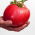 Tomate - Malinowy Olbrzym - Tomates dodues et juteuses, géantes pleines de saveur - Graines fraîches