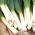 Leek 'Janosik' - terlambat, variasi musim dingin -  Allium porrum - Janosik - biji