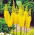 Himalaya Foxtail Lily - Bungei - Stor pakke! - 10 stk; Ørkenlys