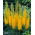 Himalaya Foxtail Lily - Bungei - Stor pakke! - 10 stk; Ørkenlys