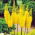 Eremurus himalaicus - Bungei