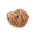 Rose of Jericho - Stort paket! - 10 st; Pallenis hierochuntica