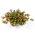 Rose of Jericho - Stort paket! - 10 st; Pallenis hierochuntica