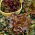 BIO Sla - Foliosa - Red Salad Bowl - 518 zaden - Lactuca sativa var. foliosa