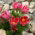 Red Pasque Flower zaden - Anemone pulsatilla - 38 zaden