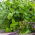 Herb Garden selama bertahun-tahun - Ramuan campuran -  - biji