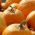 Zucca Gigante - Otylia - 28 semi - Cucurbita maxima
