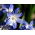 Forbes glans-av-snön - Chionodoxa forbesii blå - Stort paket! - 100 st.