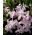 Forbes 'gloria zăpezii Chionodoxa forbesii Pink Giant - Pachet mare! - 100 buc.