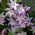 Gloria de la nieve de Forbes Chionodoxa forbesii Pink Giant - ¡Paquete grande! - 100 piezas