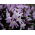 Forbes 'gloria zăpezii Chionodoxa forbesii Pink Giant - Pachet mare! - 100 buc.