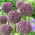 Ornamental garlic Summer Drummer – large pack! – 20 pcs