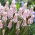Lyserød blomstrende druehyacint - Muscari Pink Sunrise - Stor pakke! - 10 stk.