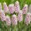 Lyserød blomstrende druehyacint - Muscari Pink Sunrise - Stor pakke! - 10 stk.