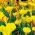 Träsyrel "Golden Cape" - Stort paket! - 20 st; Oxalis, falsk shamrock