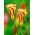 Träsyrel "Golden Cape" - Stort paket! - 20 st; Oxalis, falsk shamrock